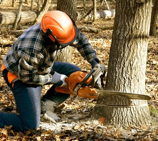 Tree Removal in Woodlawn, IL